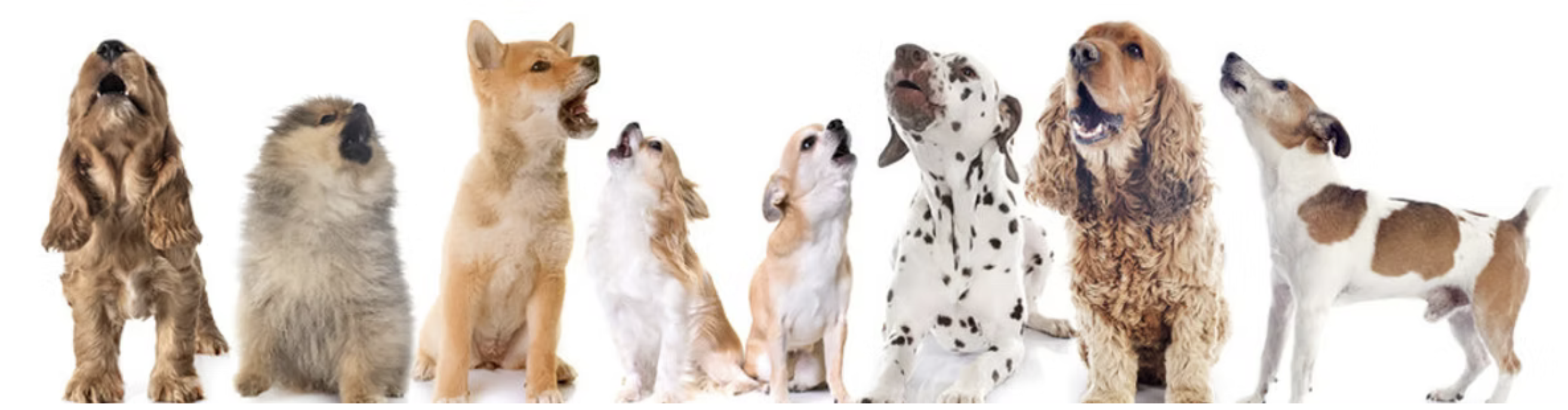 A row of happy dogs howling